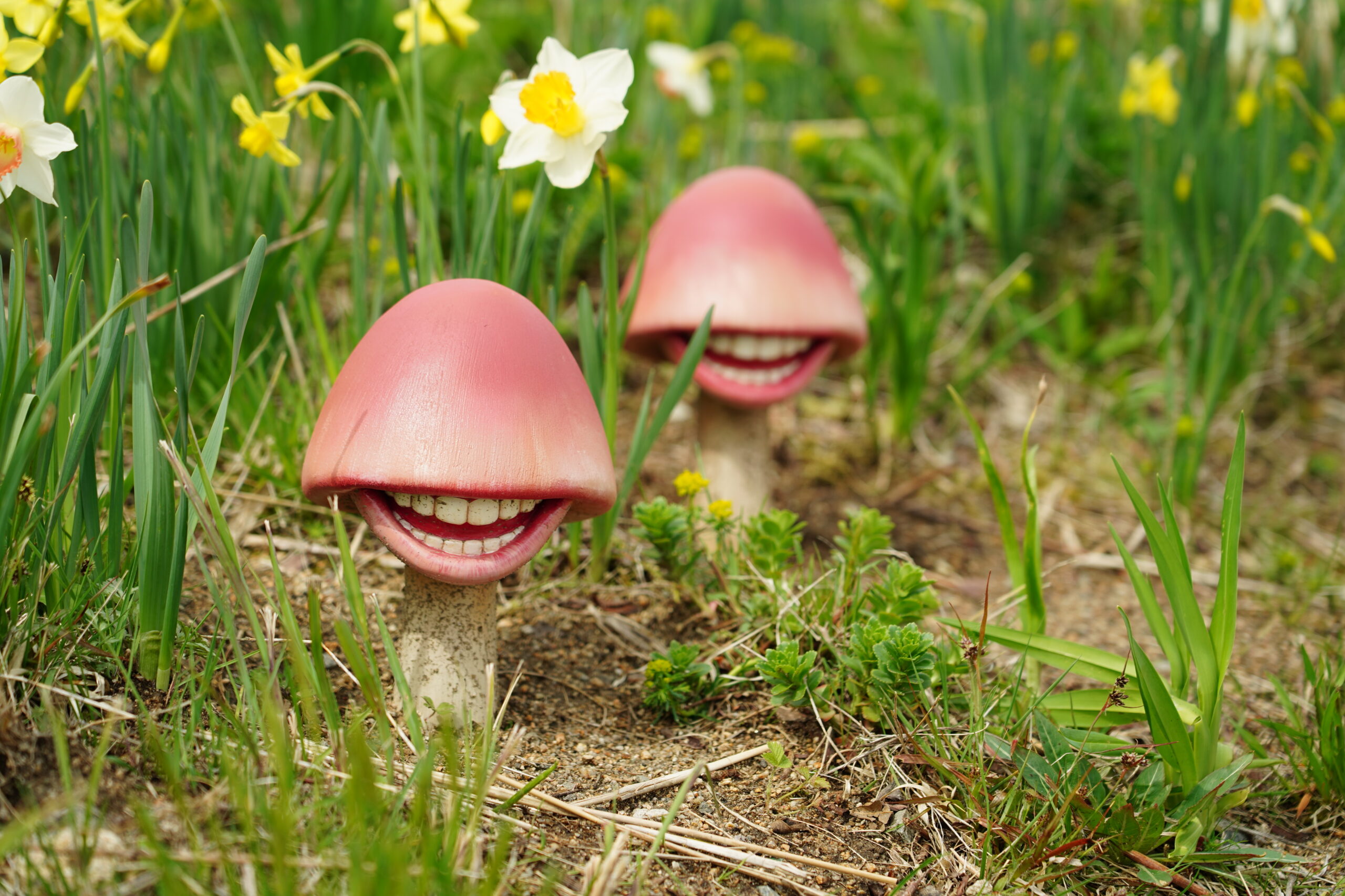 きみょい植物展｜奇妙なきのこの造形
